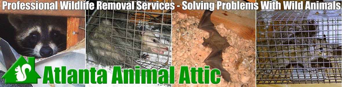 Johns Creek Animal Attic